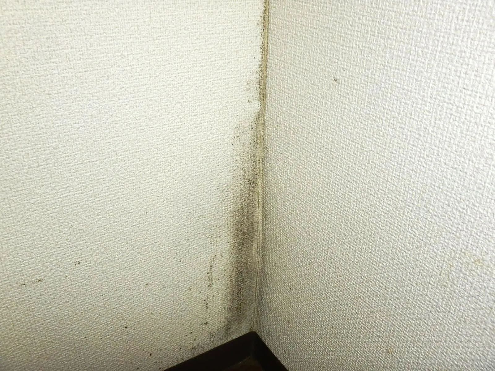 アルコールでカビ対策になるか！