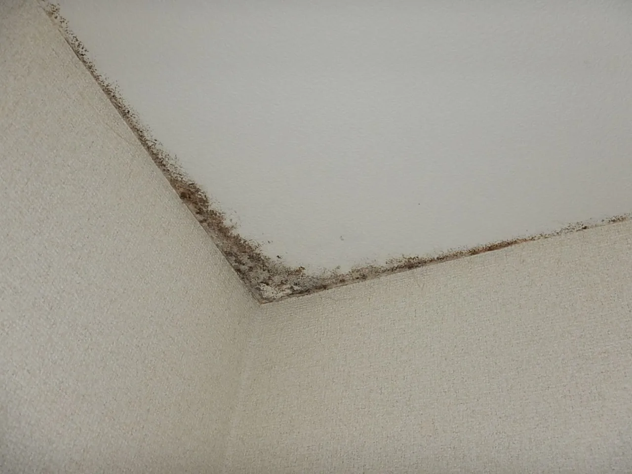 賃貸住宅の原状回復工事でカビは解決する？｜壁紙下地と収納内の防カビ工事